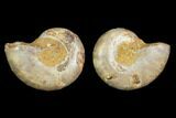 4" Cut & Polished Agatized Ammonite Fossil (Pair)- Jurassic - #131738-1